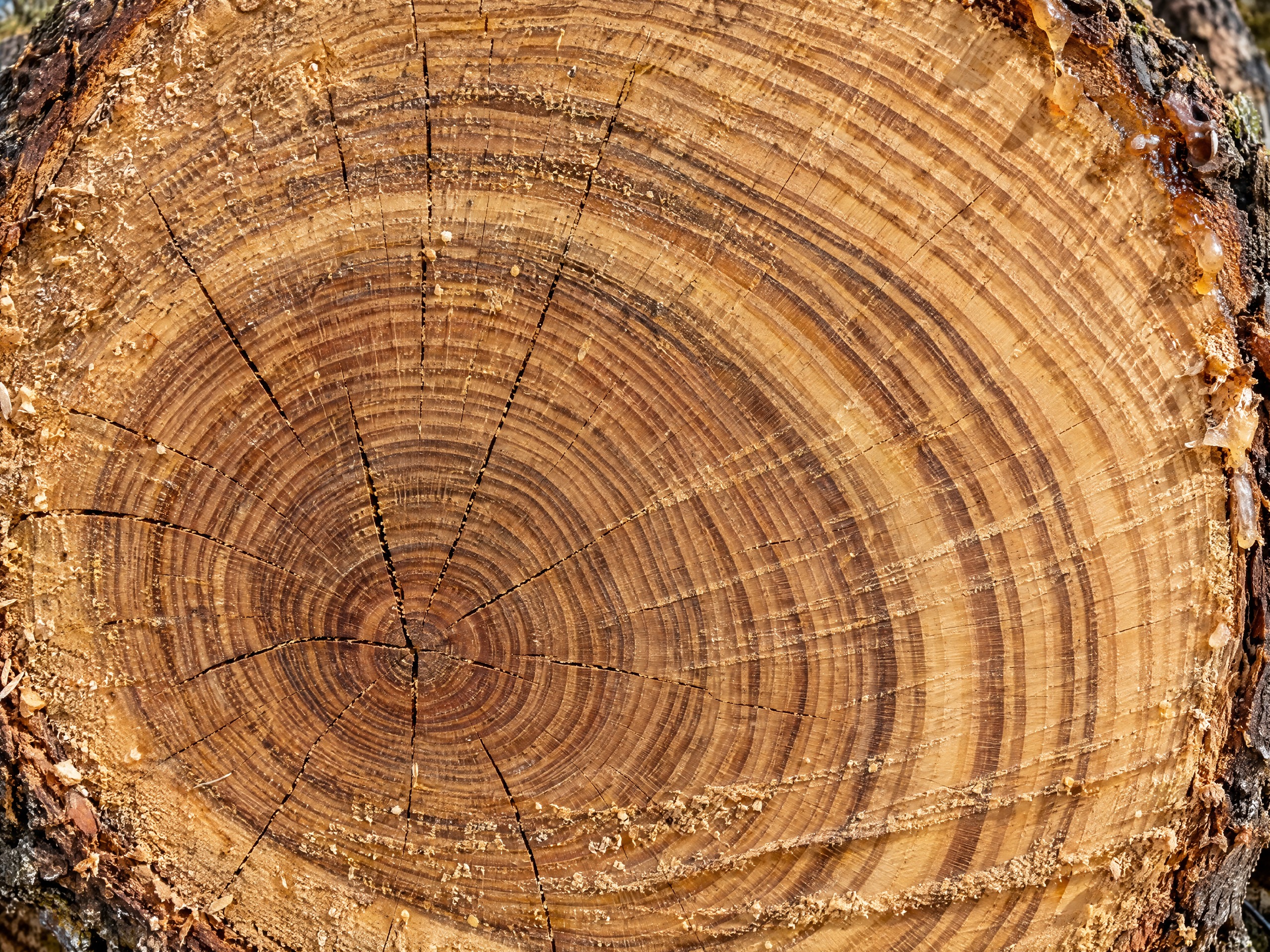 GPT Image 2.5 Sunburst-style close-up showing fine wood grain and growth rings