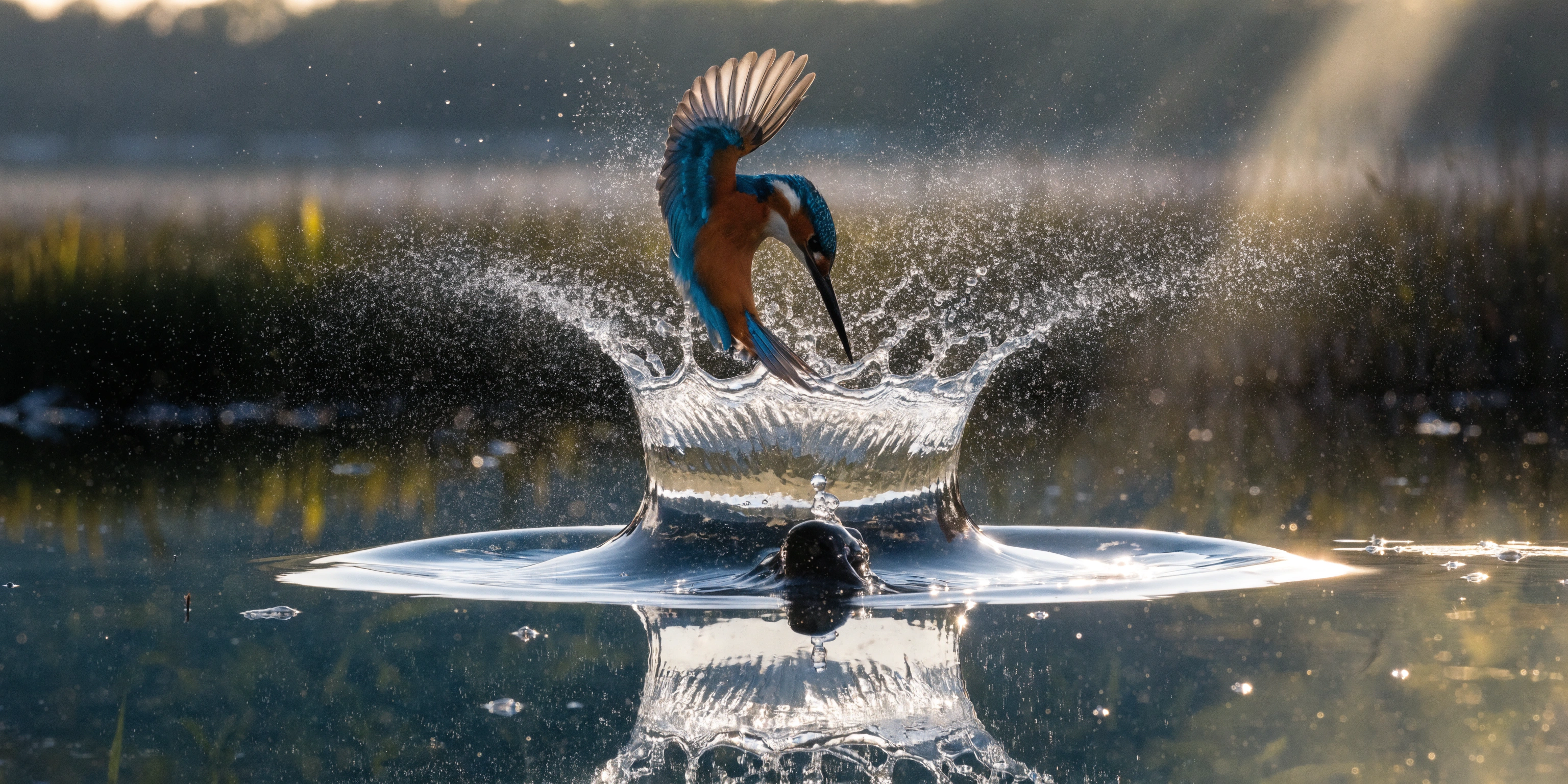 Crash zoom frozen at the moment of impact as a kingfisher breaks the surface of a pond, water crown splash forming a perfect circle, the bird's beak piercing the mirror-like surface, fish visible just below, frozen at 1/8000s, 400mm super telephoto with 2x extender, ring flash fill, pre-dawn blue light with single shaft of gold, BBC Frozen Planet production quality